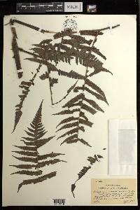Diplazium fructuosum image