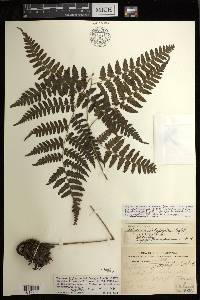 Diplazium griffithii image