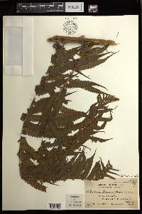 Diplazium fructuosum image