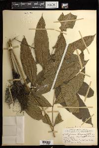 Diplazium fraxinifolium image