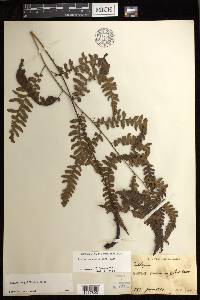 Diplazium griffithii image