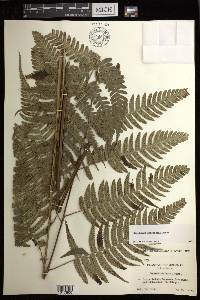Diplazium griffithii image
