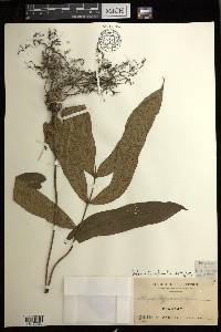 Diplazium fraxinifolium image