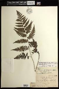 Diplazium griffithii image