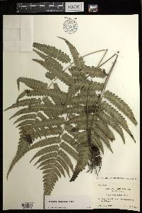 Diplazium griffithii image