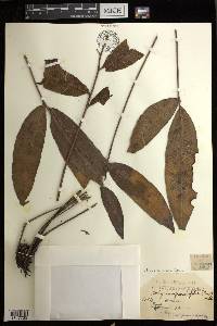 Diplazium fraxinifolium image