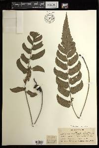 Diplazium cultratum image