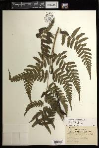 Diplazium griffithii image