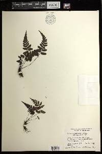 Diplazium griffithii image