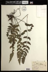 Diplazium cultratum image