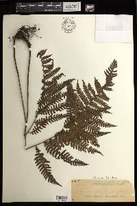 Diplazium deltoideum image