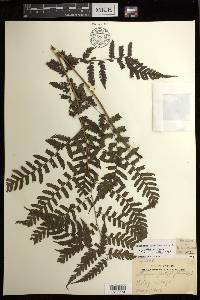 Diplazium griffithii image