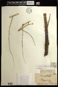 Diplazium fructuosum image