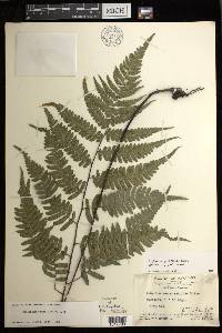 Diplazium griffithii image