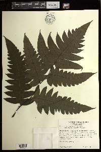 Diplazium macrophyllum image