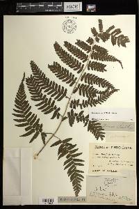 Diplazium griffithii image