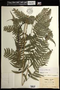 Diplazium griffithii image