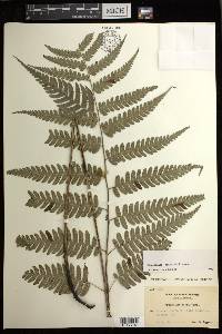 Diplazium griffithii image