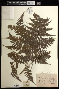 Diplazium cyatheifolium image