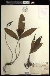 Diplazium fraxinifolium image