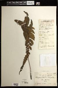 Diplazium petiolare image