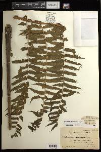Diplazium fructuosum image