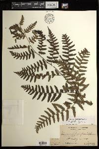 Diplazium griffithii image