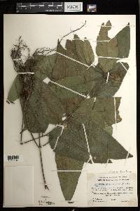 Diplazium fraxinifolium image