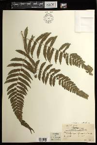 Diplazium cyatheifolium image