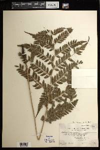 Diplazium griffithii image