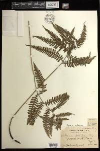 Diplazium deltoideum image