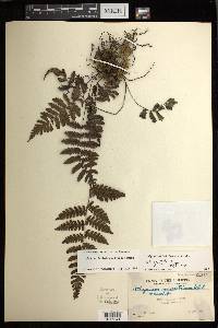 Diplazium deltoideum image