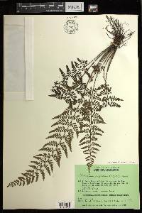 Diplazium geophilum image