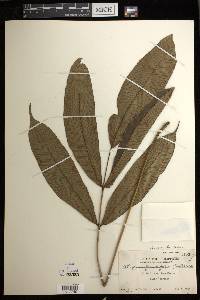 Diplazium fraxinifolium image