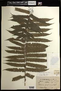 Diplazium fructuosum image