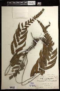 Diplazium petiolare image