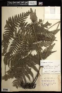 Diplazium griffithii image