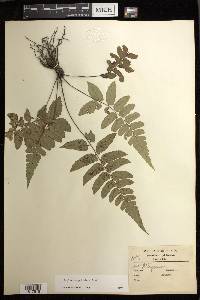 Diplazium petiolare image