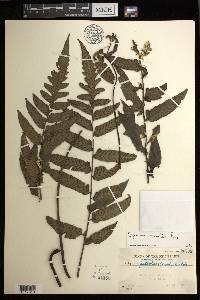Diplazium cultratum image