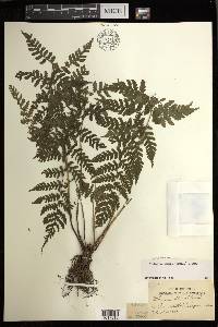 Athyrium elmeri image