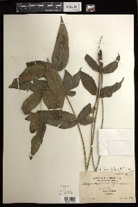 Diplazium forbesii image