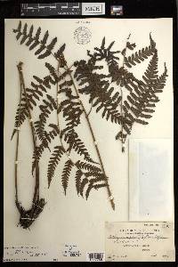 Diplazium griffithii image
