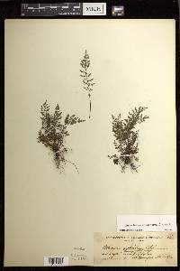 Diplazium geophilum image