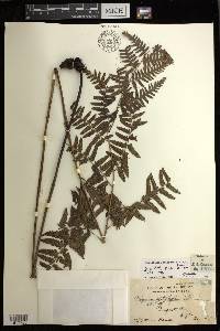 Diplazium griffithii image