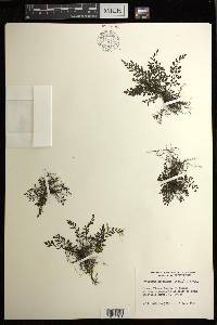 Diplazium geophilum image