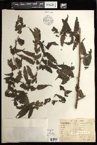 Diplazium dietrichianum image