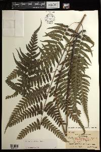 Diplazium griffithii image