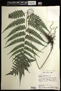Diplazium griffithii image