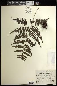Diplazium griffithii image