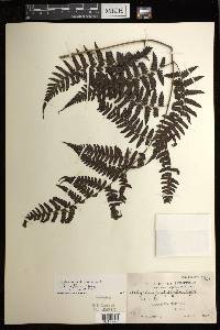 Diplazium griffithii image
